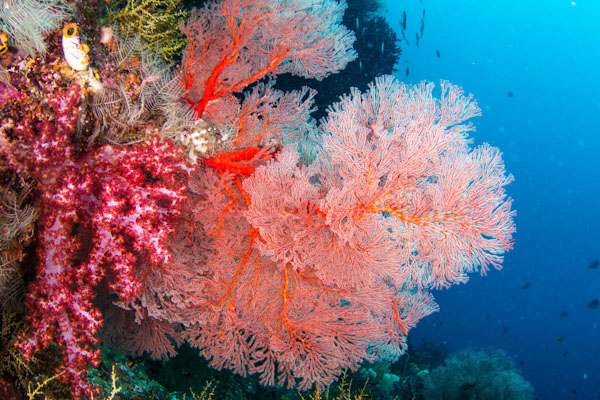 Cruises for divers on Damai liveaboard