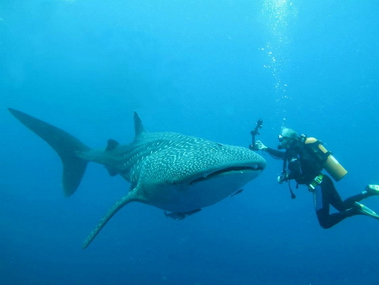 Whale_sharks_at_Cendrawasih_Bay