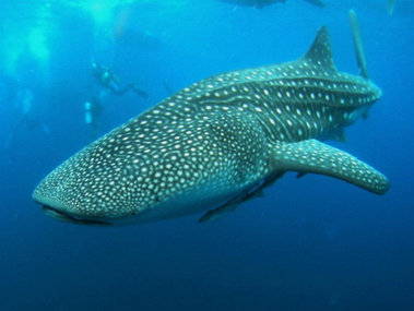 Whale_sharks_at_Cendrawasih_Bay