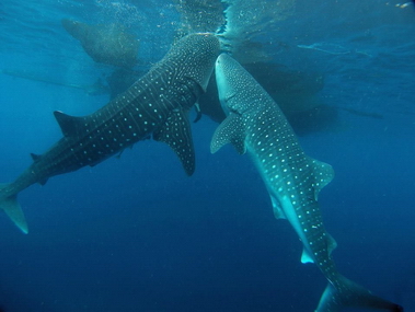 Whale_sharks_at_Cendrawasih_Bay