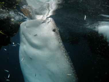 Whale_sharks_at_Cendrawasih_Bay