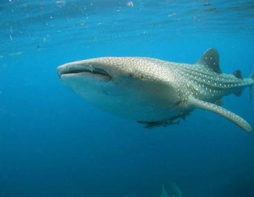 Whale_sharks_at_Cendrawasih_Bay