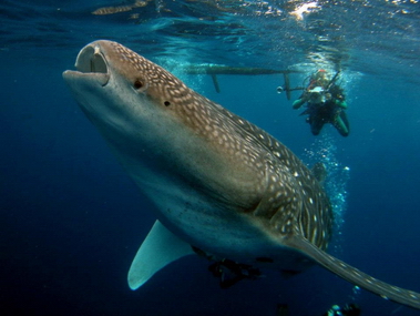 Whale_sharks_at_Cendrawasih_Bay