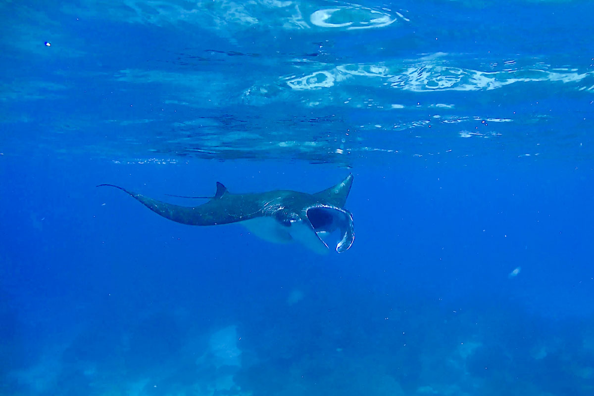 Manta rays in Derawan