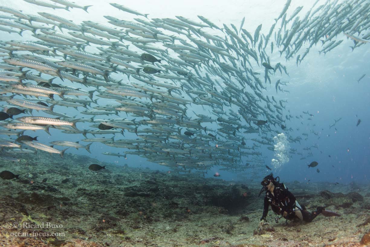 Shoal of Barracuda in Derawan