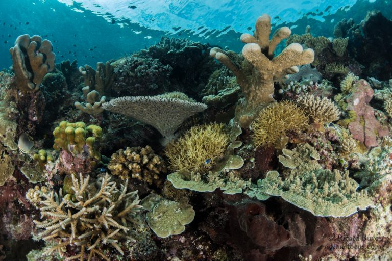 Reefs of Derawan