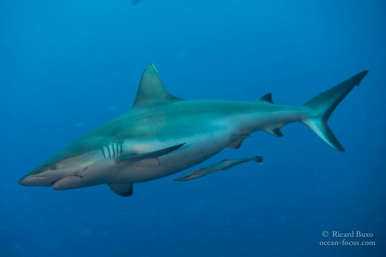 Reef shark in Derawan