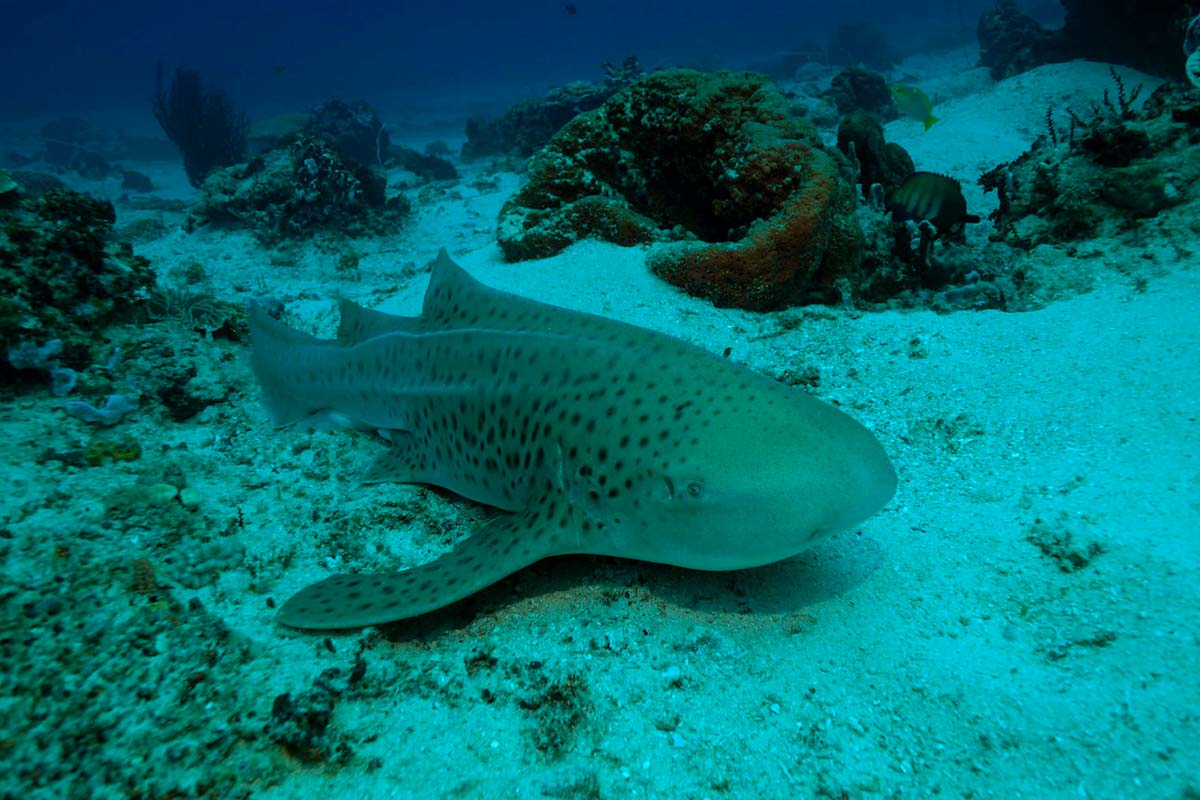 Leopard shark in Derawan