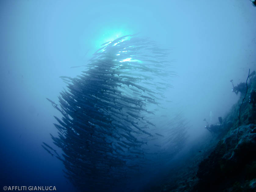 School of Barracuda at Derawan