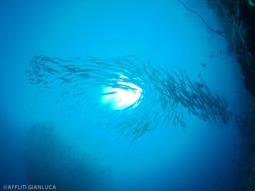 School of Barracuda at Derawan