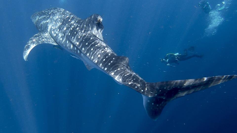 Cruises for divers on Dewi Nusantara liveaboard