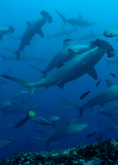 Liveaboard diving and snorkeling