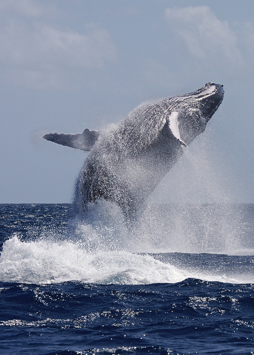 Liveaboard diving and snorkeling