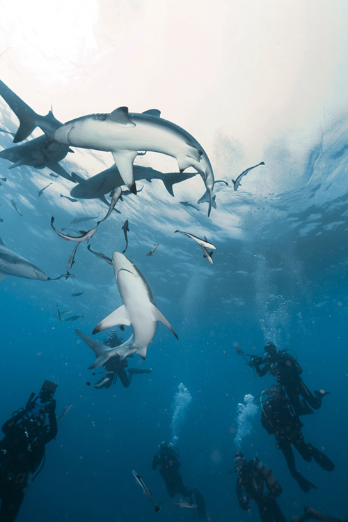 Liveaboard diving and snorkeling