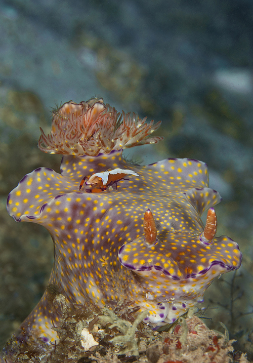 Liveaboard diving and snorkeling