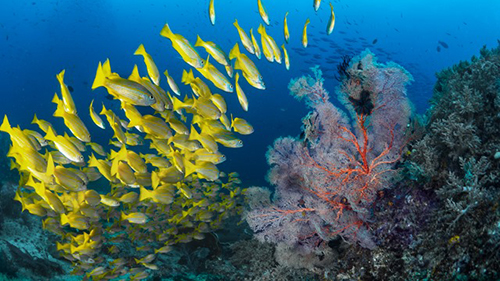 cruises for scuba divers in Banda Sea Indonesia