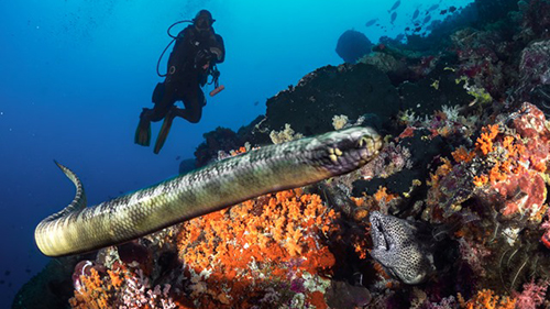 cruises for scuba divers in Banda Sea Indonesia