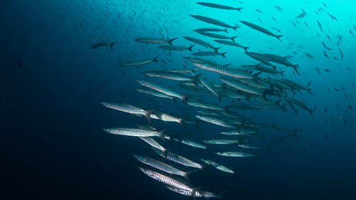 cruises for scuba divers in Banda Sea Indonesia