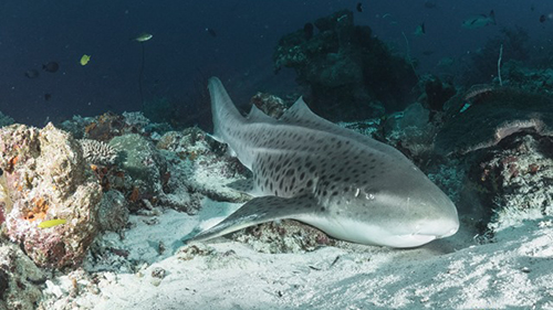 cruises for scuba divers in Banda Sea Indonesia