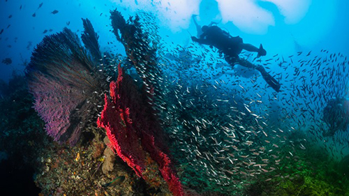 cruises for scuba divers in Banda Sea Indonesia