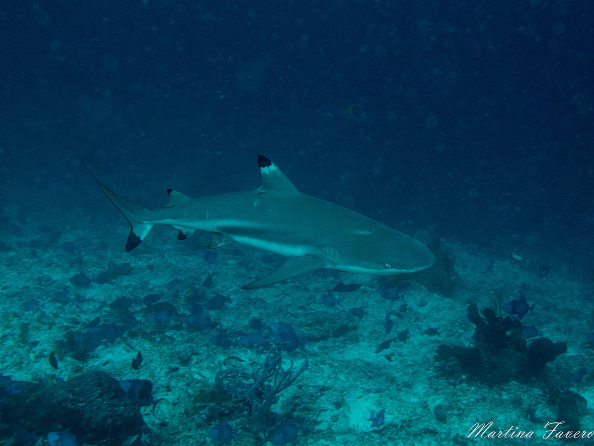 diving_maluku_black_tip_shark