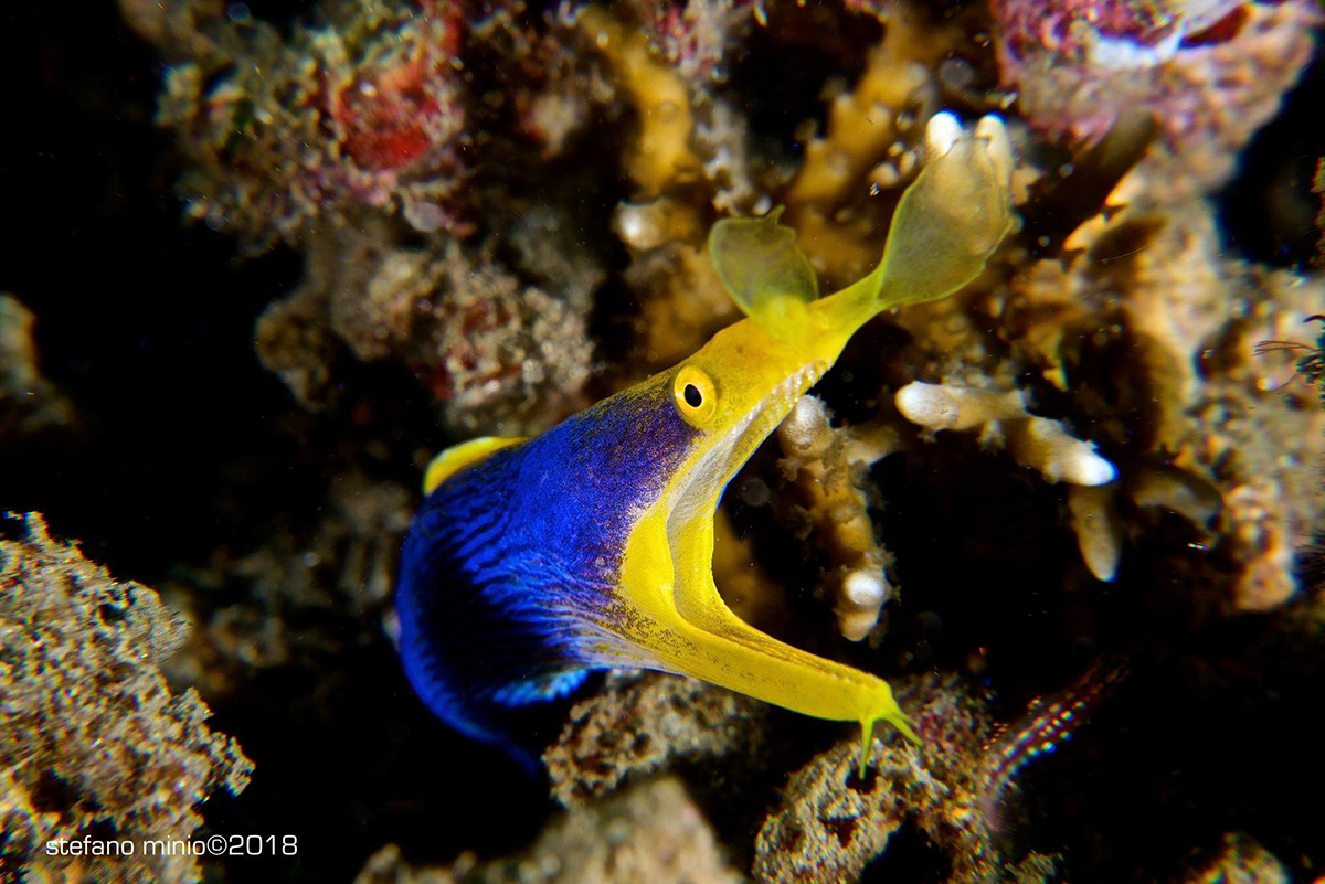 diving_maluku_ribbon_eel