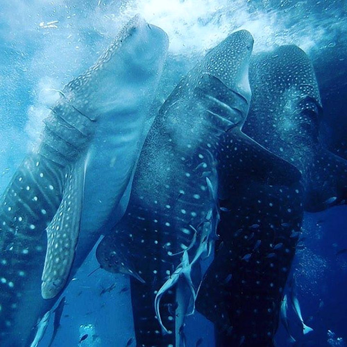 tiburones-ballena-cenderawasih-bay-Indonesia