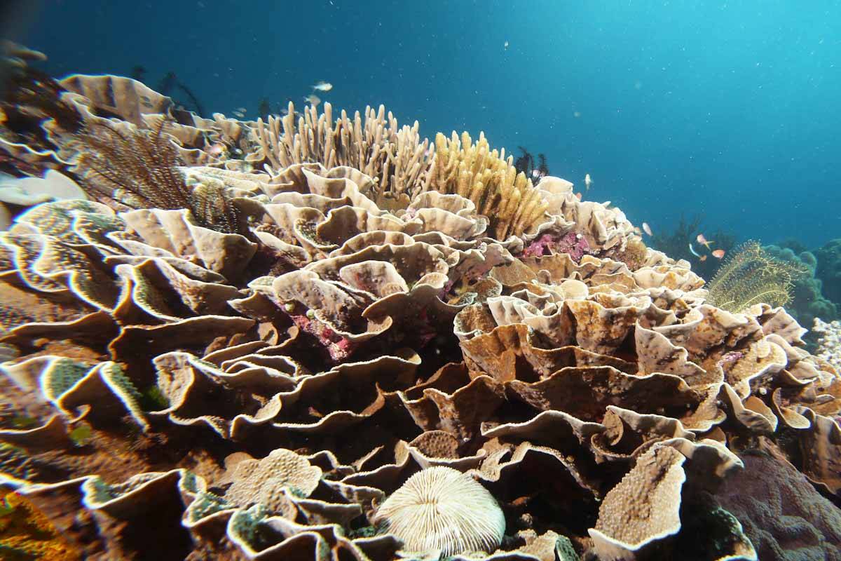 Forgotten Islands coral upholstered surfaces