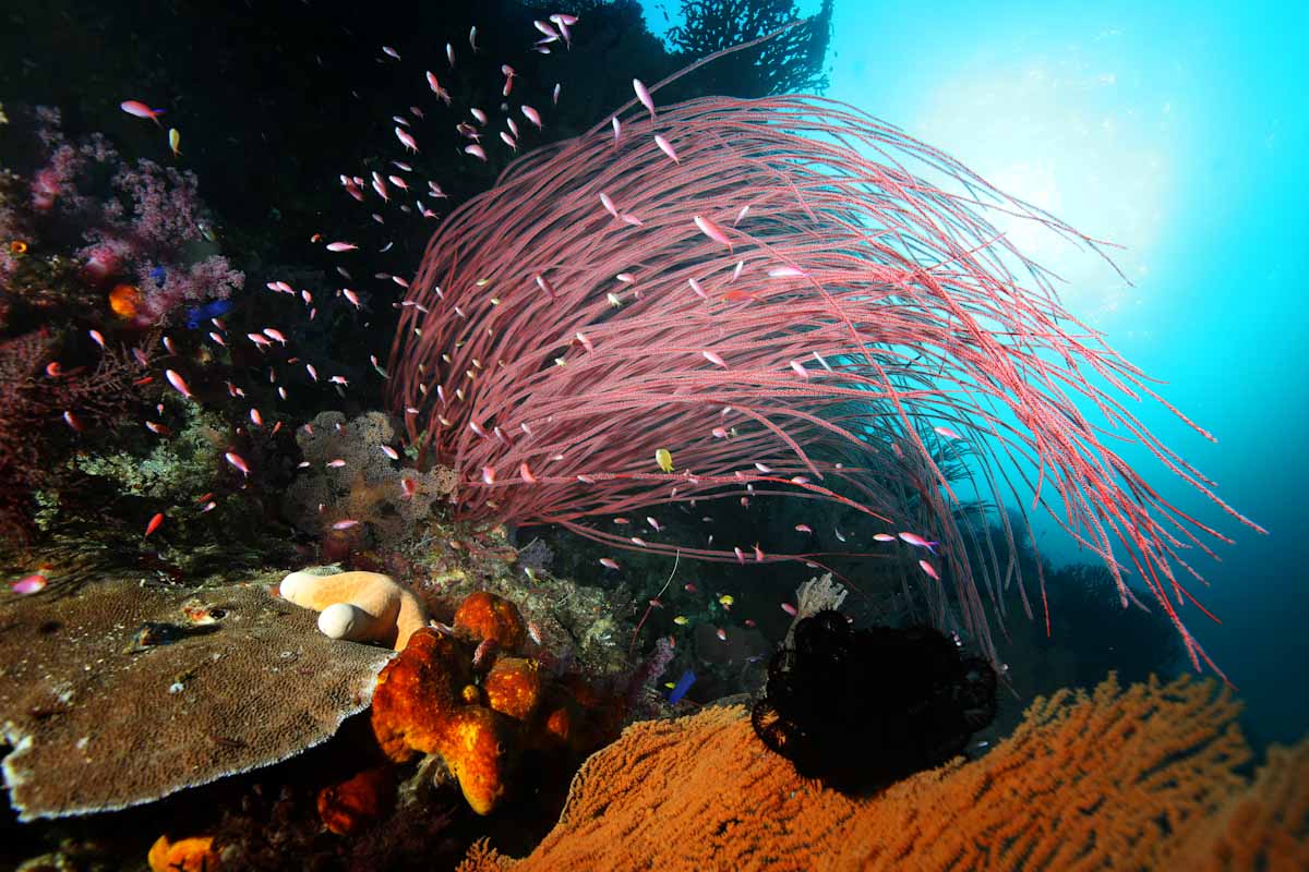 Whip coral at Forgotten Islands