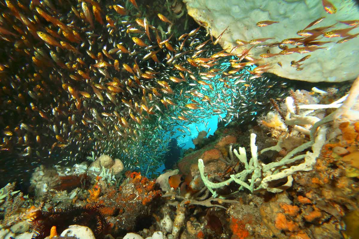 Glassfish at Forgotten Islands