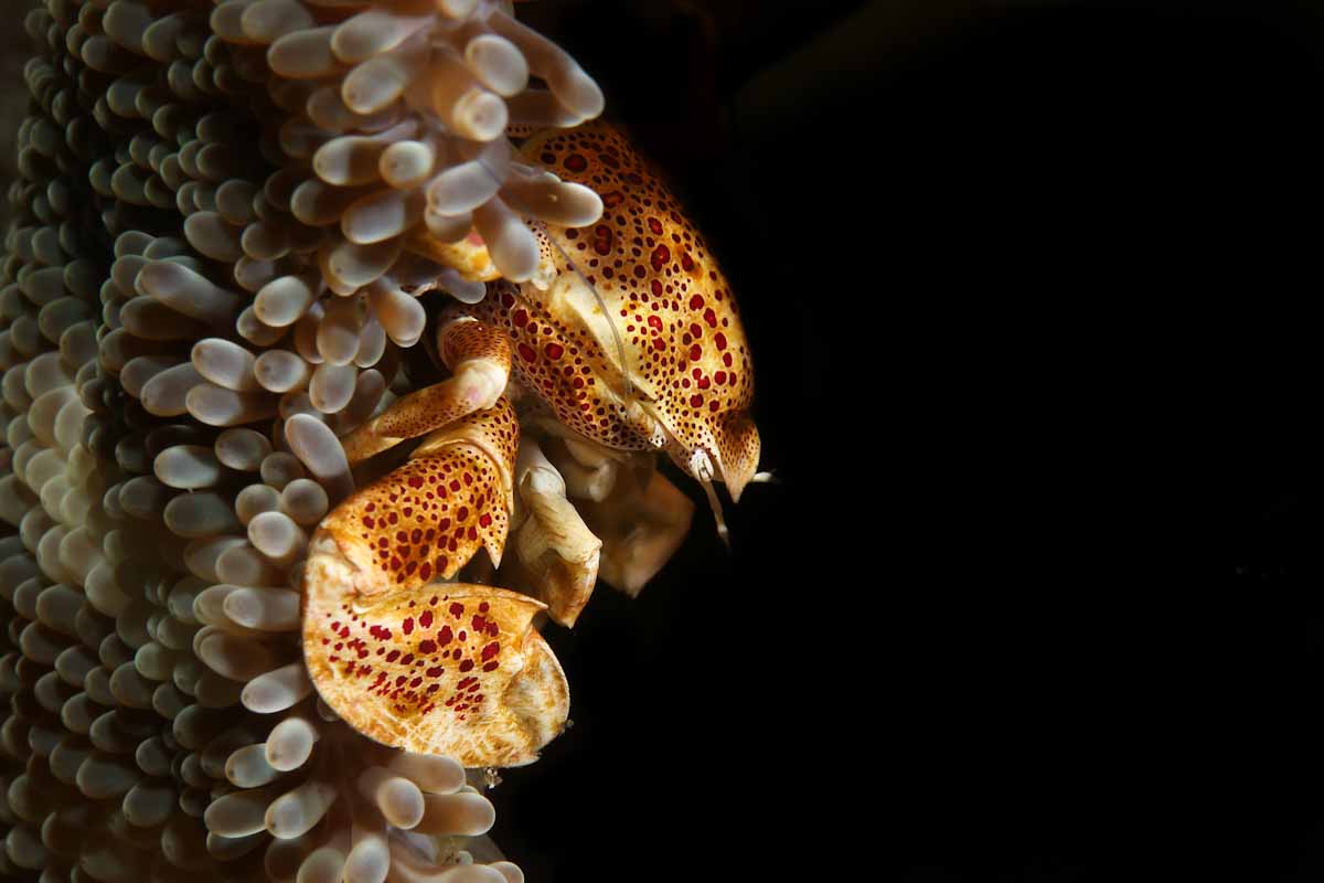 Porcelain crab Forgotten Islands