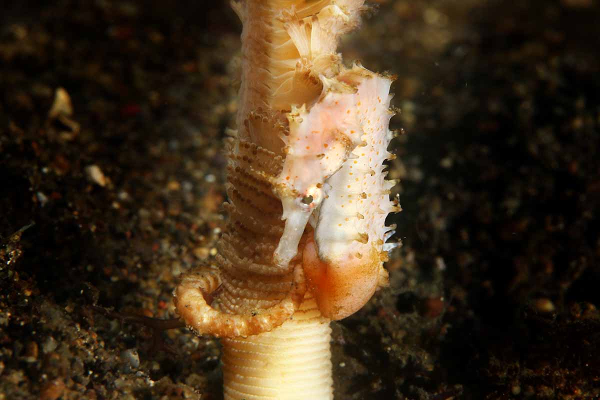 Seahorse at Forgotten Islands