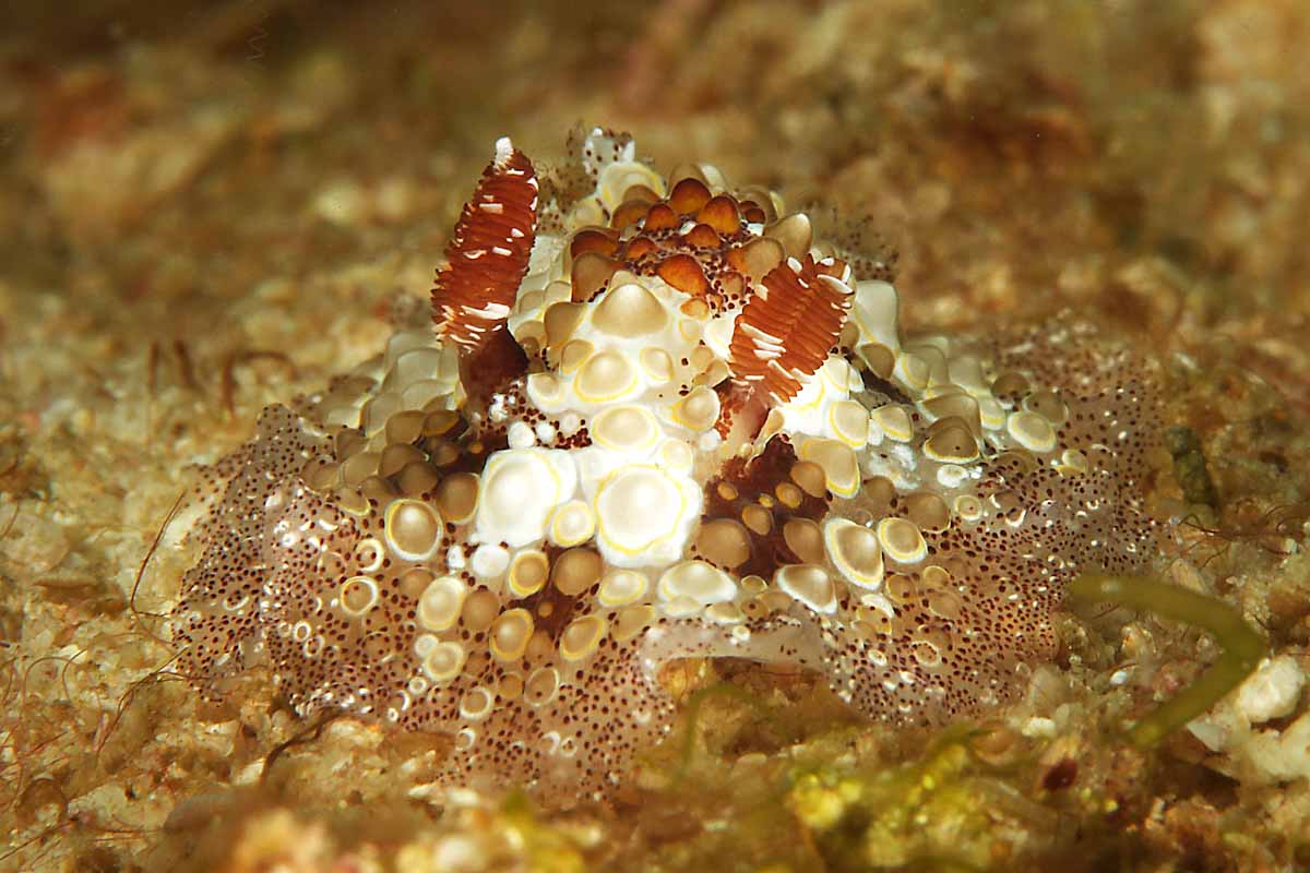 Nudibranch at Forgotten Islands