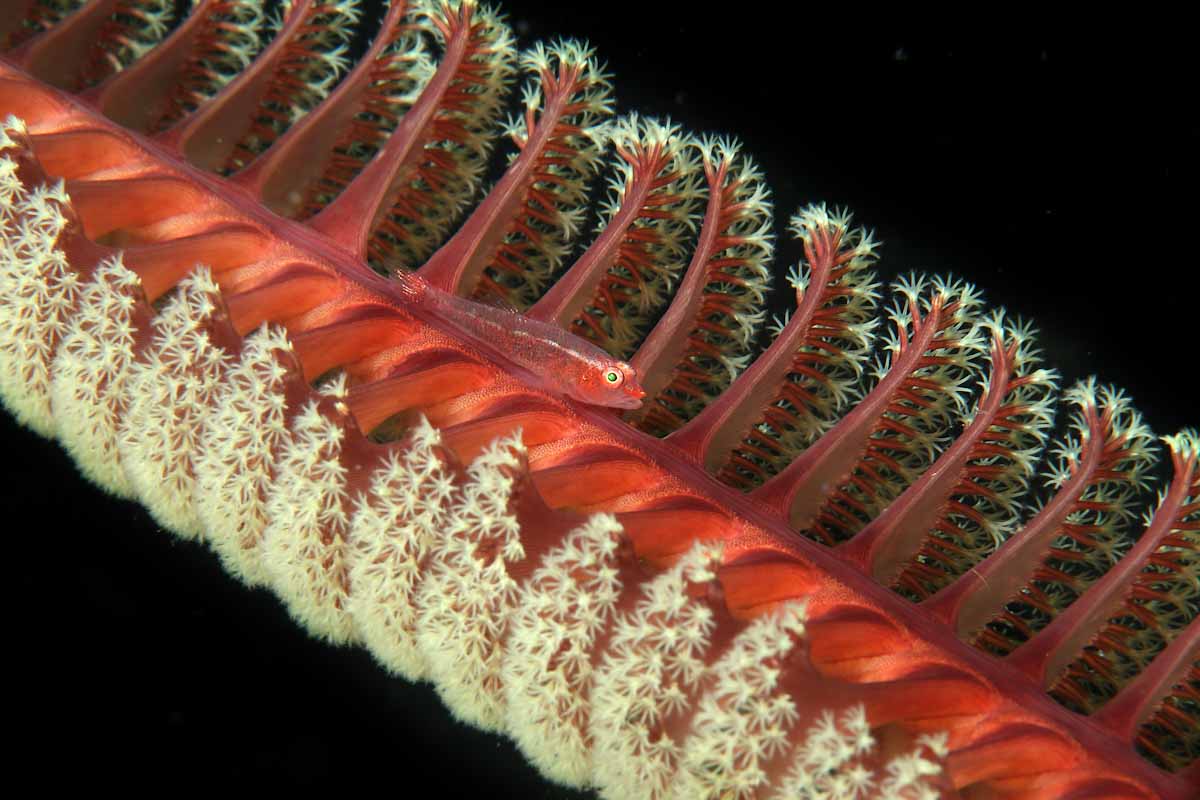 Coral fish at Forgotten Islands