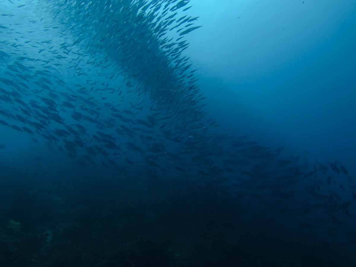 School of fish at Forgotten Islands