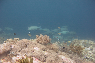 Forgotten_Islands_Cruising_Indonesia