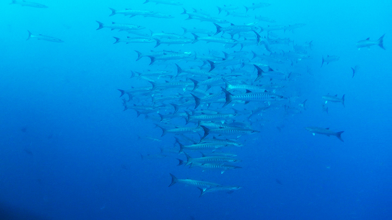 crucero_de_buceo_en_indonesia_con_cruising_indonesia