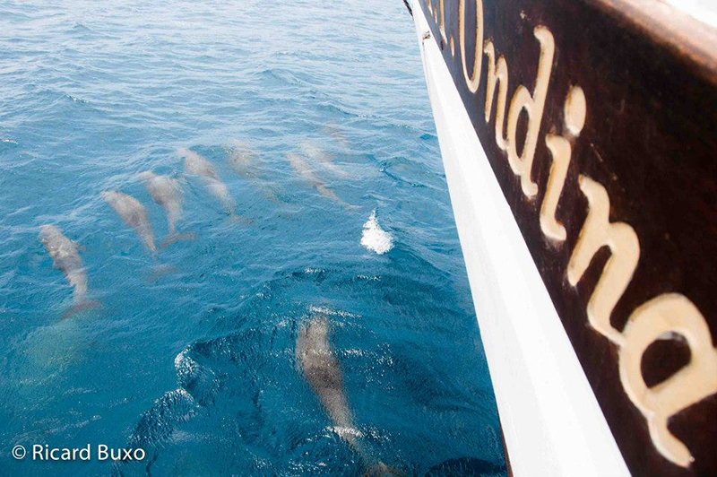 crucero_de_buceo_en_indonesia_con_cruising_indonesia