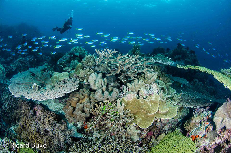 crucero_de_buceo_en_indonesia_con_cruising_indonesia