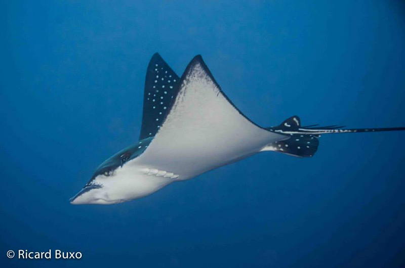 crucero_de_buceo_en_indonesia_con_cruising_indonesia