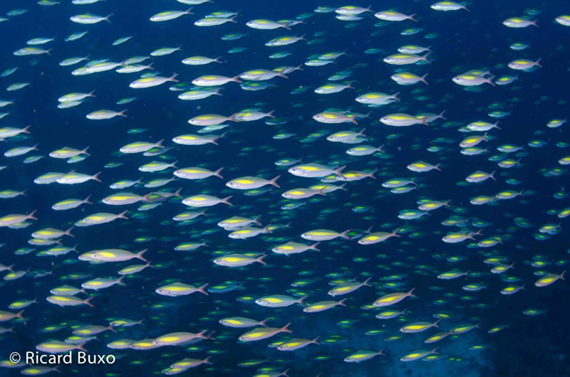 crucero_de_buceo_en_indonesia_con_cruising_indonesia