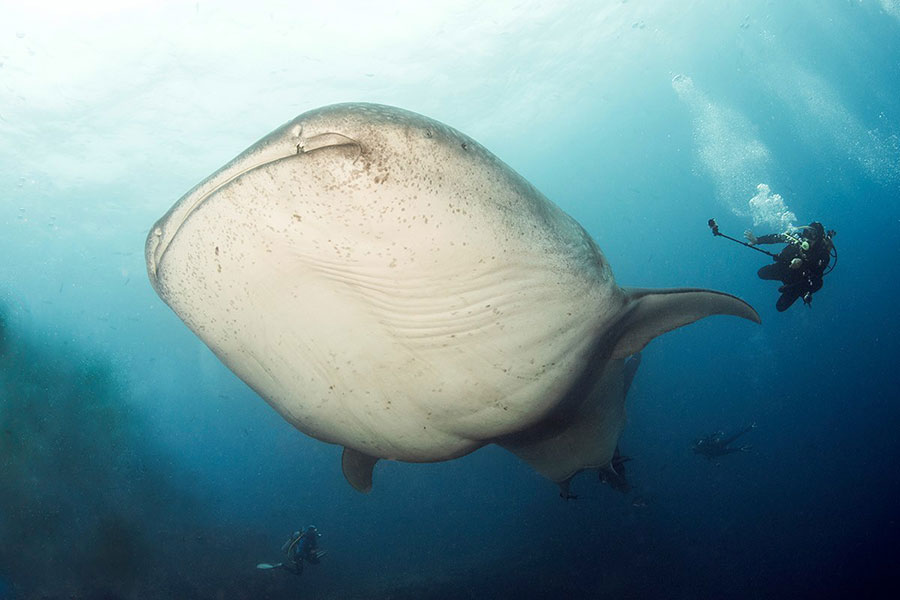 Large whale shark and divers in Galapagos