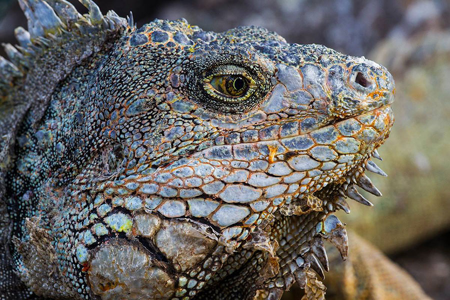 Galapagos marine iguana