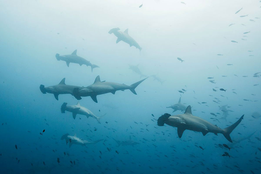 Galapagos hammerhead sharks