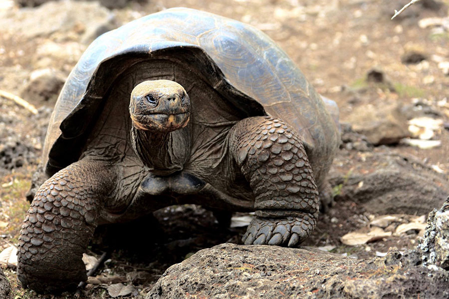 Galapagos tortoise