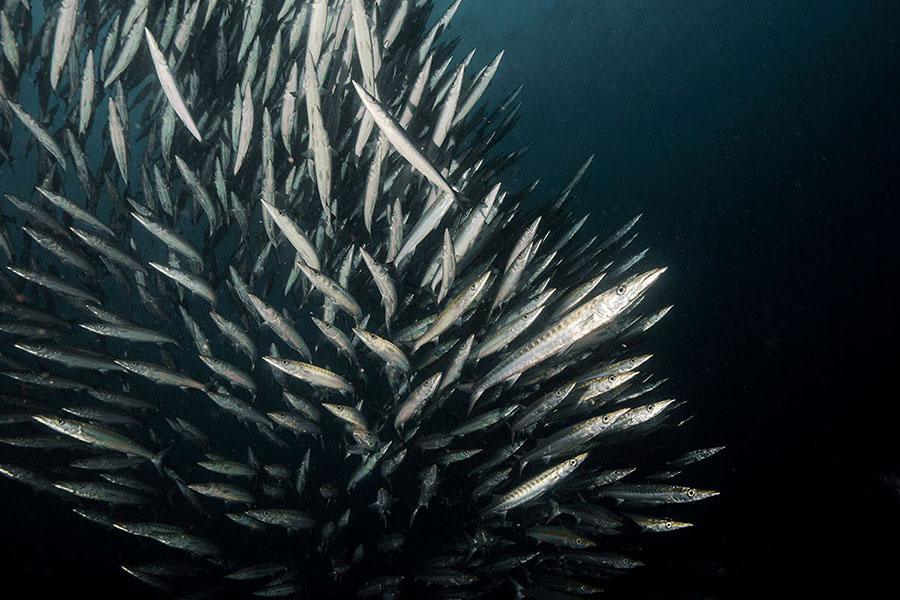 School of Barracuda in Galapagos