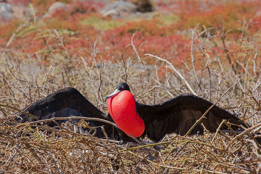 Galapagos great frigatebird