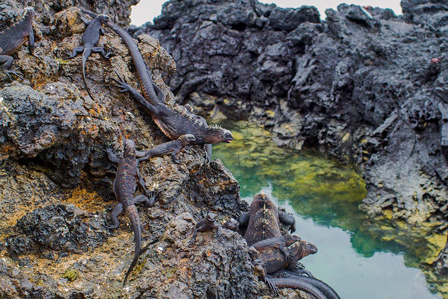 Galapagos marine iguanas