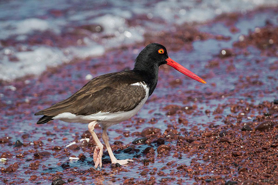 Galapagos Oystercatcher