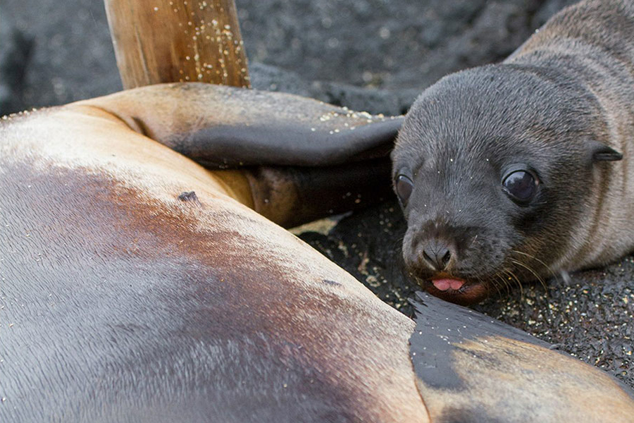 Galapagos seal cub